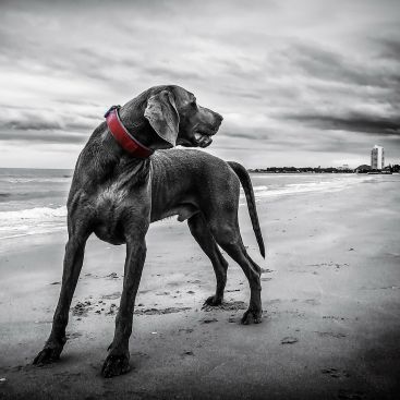 Hvad er en Weimaraner? 